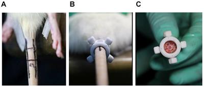 A Novel Rat Tail Needle Minimally Invasive Puncture Model Using Three-Dimensional Printing for Disk Degeneration and Progressive Osteogenesis Research